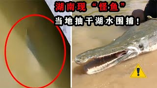 湖南现“湖中怪鱼”，当地抽干湖水也要捕捞！怪鱼到底有何危害？