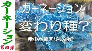 花屋向け【母の日カーネーション第四弾】  「お花屋」 と言うか 「仲卸」です。  花を必要とするすべての方どうぞお越しください。