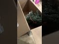 Opening Christmas tree