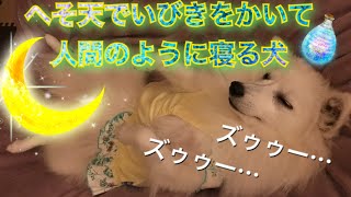 へそ天でいびきをかいて寝る犬　日本スピッツjapanesespitz