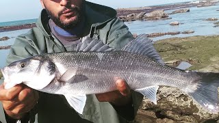 اجمل لحظة اثناء صيد الدرعي او القاروص 2017 peche au bar au maroc