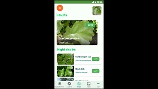 PlantSnap identifies a Black oak (Quercus velutina)