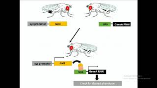 Genetic screen