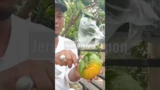 Review Buah Jeruk Dekopon