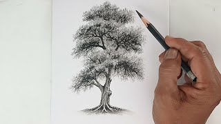 How to draw a tree by pencil with easy ways.