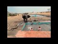 elephant joins humans in the pool