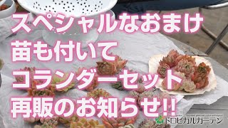 2024.04.06【多肉植物】スペシャルなおまけ苗も付いてコランダーセット再販のお知らせ!!【succulent】トロピカルガーデン