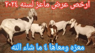 ارخص عرض ماعز لسنه ٢٠٢٤ لظروف خاصة لاجمل معزه زرباوي ومعاها ٤ حلويات والاب بور جيل ثالث ببلاش ✌️💪👉