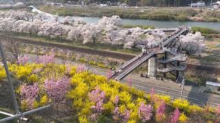 宮城県柴田町 白石川堤一目千本桜  2023/4/4