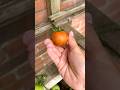 Harvesting our FIRST TOMATOES! - Tomos’ garden