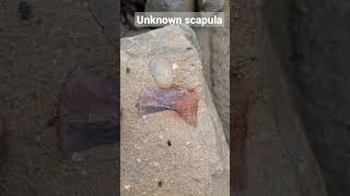 A mystery scapula I found yesterday #fossil #unknown #science