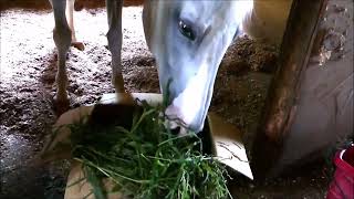 生牧草のプレゼント