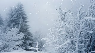 Sounds of a snowstorm and howling wind / Video blizzards for sleeping and relaxing ☃️