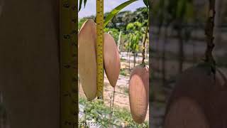 Viral video#viral#Red ivory hybrid mango #meesho #fruit #new #fashion