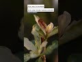 adenium obesum care quick tip for variegated beauty roy s terrace garden