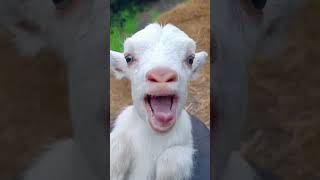 goat #shorts #viralvideo #youtubeshorts