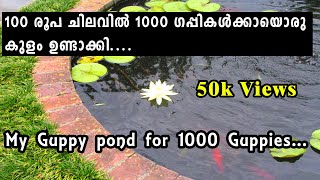 How to set up a low cost pond easily for 1000 guppies || എന്റെ ഗപ്പികൾ