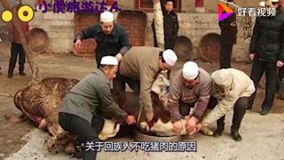 为什么回族人从不吃猪肉，如果吃了会怎么样？看完才明白