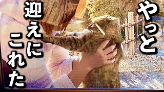 庭に住みついた野良猫を家猫へ#2【感動の保護当日】