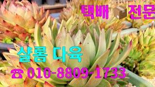 #샬롬 다육 #택배전문 #수입다육 010-8809-1733 #추운 날씨 감기조심하세요