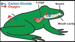 Amphibian Chytrid- GROUP I