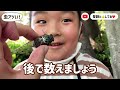 ミンミンゼミ、アブラゼミ、捕獲祭り！ セミ 虫とり 昆虫採集 昆虫 動物 生物 森 公園 insect insecthunting japan