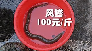 野生风鳝100，广州莲花山码头，11月下旬海鲜记录