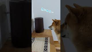 はじめて見る蒸気に困惑する柴犬てぃーだ#shorts #柴犬