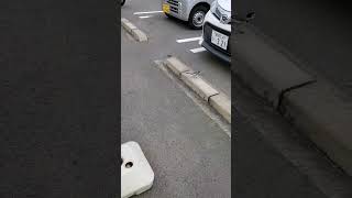 てけてけハクセキレイ