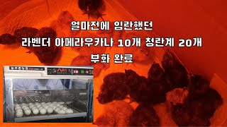 청계,청란계,라벤더 아메라우카나 병아리 부화 인공부화, 인공파각 (30개 입란 했던 청란계와 라벤더 아메라우카나 부화가 완료)Lavender, Ameraucana