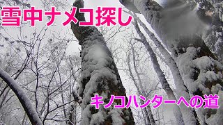 【きのこ】今年最後？雪中ナメコ探し。きのこ初心者。キノコハンターへの道part14