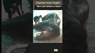 elephant bath training #youtubeshorts #shorts #trending  @techdarsh