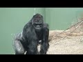 male gorillas excited on female s birthday the shabani’s group