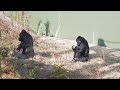 male gorillas excited on female s birthday the shabani’s group