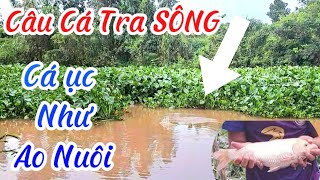 Câu Cá Tra Sông,Cá Ục Như Ao Nuôi Vừa Thả Cần Xuống Cá ăn Liền,Canh Con Nước Sân Cá Chép Khủng /P163