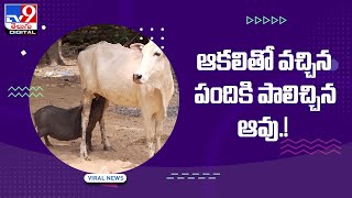 ఆకలితో వచ్చిన పందికి పాలిచ్చిన ఆవు.! - TV9