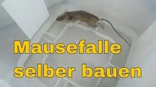 Mäusefalle selber bauen Mausefalle aus Eimer selber bauen Mausefalle DIY selber bauen DIY Falle.