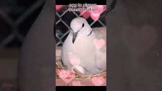 egg to pigeon transformation #shorys #yt shorts #shorts video