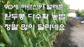 90세 어르신의 완두콩 다수확 농법 정말 많이 달리네요