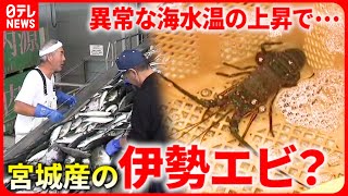 【なぜ？】東北でも伊勢エビが!?  