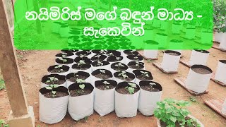 නයි මිරිස්-මගේ බඳුන් මාධ්‍ය. ඔබටත් ගැළපේදැයි බලන්න. (සවිස්තර වීඩියෝවක්ද නාලිකාවේ ඇත.)