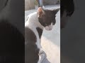 wow kitna cute hai 😻💕 catlover pets cute youtubeshorts animals catlover