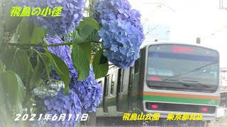 🎄[4K] 2021/6/11 東京都北区飛鳥山のアジサイは少し早かった