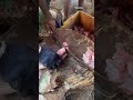 kili meen cutting video fishcuttingrs fishcuttingrs kasimedu fish