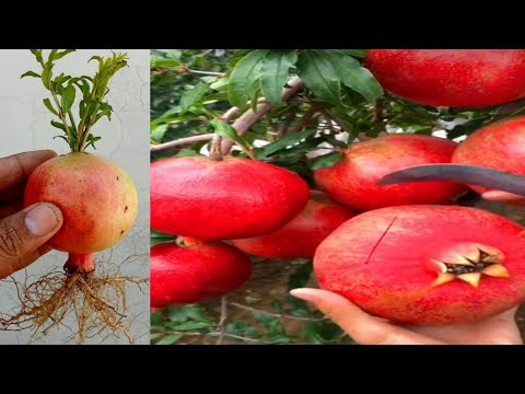 How To Grow Pomegranate Tree In The Garden.grow Pomegranate Tree From ...