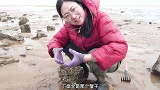 大梅赶海，猫兄 发财蟹 海星 扇贝通通拿下，赶海的快乐