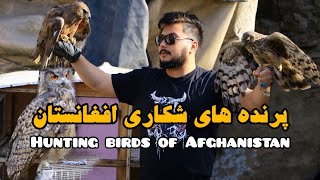 پرنده های شکاری و وحشی افغانستان عقاب سلطان آسمان بوم باشه شاهین - Hunting Birds of afghanistan