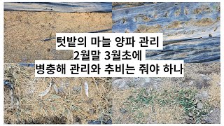 2월말 3월초 마늘 양파밭의 관리 부직포 걷고  병충해관리 추비관리