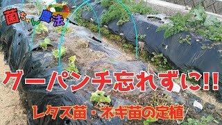 【菌ちゃん農法】菌ちゃん畝に苗を定植するときはグーパンチをお忘れなく！結球レタスとネギ苗を植えました