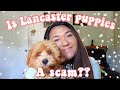 Adopting a puppy from Lancaster Puppies! (Scam?)